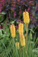 Kniphofia 'Bee's Sunset' in July