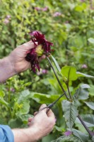Gardener deadheading spent Dahlia 'Black jack' flower