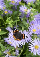 Vanessa atalanta - Red Admiral butterfly on Aster x frikartii 'Monch' flower