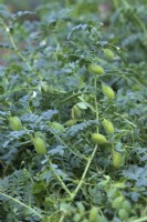 Cicer arietinum - Chick Peas growing in UK