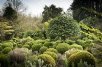 The box garden at Lower House, Powys in March with central umbrella shaped Portuguese laurel, Prunus lusitanica.