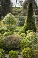 Box garden with clipped yew and variegated holly at Lower House, Powys in March