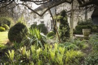 Ferns unfurling their new fronds at Lower House, Powys in March amongst clipped yew, spikey yuccas and rambling euonymus.