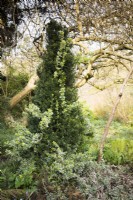 Euonymus fortunei 'Emerald Gaiety' scrambling through clipped yew.at Lower House, Powys in March.