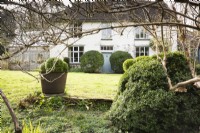 Lower House, Powys in March framed by clipped box and two large clipped Phillyrea latifolia framing the front door