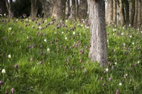 Naturalised snake's head fritillaries, Fritillaria meleagris, at Lower House, Powys in March