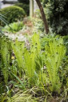 Ferns unfurling their new fronds at Lower House, Powys in March