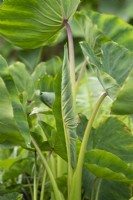 Colocasia esculenta - Taro foliage