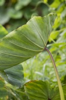 Colocasia esculenta - Taro foliage