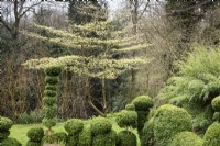 Cornus controversa 'Variegata' covered with bright new leaves on the edge of the box garden at Lower House, Powys in March
