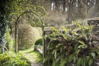 Fern beside archway at Lower House, Powys in March