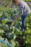 Woman gardener using an oscillating hoe to weed between summer sown Brassica plants