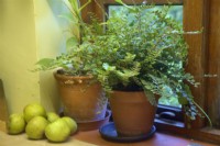 Plants for a north facing windowsill - Pellaea rotundifolia, Epipremnum aureum