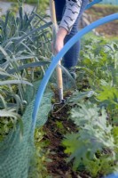 Woman gardener using an oscillating hoe to weed between autumn sown kale Brassica plants