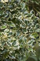 Variegated holly in March