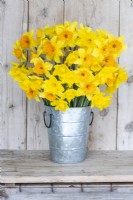 Bouquet of mixed Narcissus - Daffodils  in a metal bucket