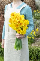 Person holding a bouquet of mixed Narcissus - Daffodils