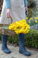 Person picked mixed Narcissus in a woven trug