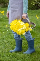 Person holding a wooden trug with white and yellow mixed Narcissus