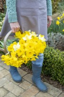 Person holding a wooden trug with white and yellow mixed Narcissus