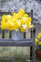 Bouquet of white and yellow mixed Narcissus in a metal bucket on wooden bench