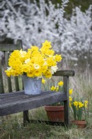 Bouquet of mixed Narcissus All Stars in a metal bucket on wooden bench