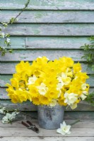 Bouquet of white and yellow mixed Narcissus in a metal bucket