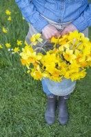 Person holding a bouquet of mixed Narcissus in a metal bucket