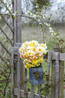 Bouquet of mixed Narcissus in a metal bucket hanging on a fence