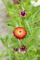 Xerochrysum bracteatum monstrosum mixed - Strawflower
