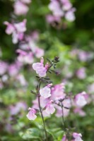Salvia greggii 'Stormy Pink' - Autumn sage