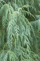 Cupressus cashmeriana - Kashmir cypress