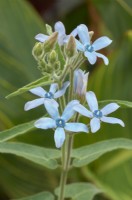 Tweedia coerulea syn. Oxypetalum caeruleum - blue tweedia