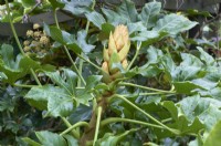 Fatsia japonica syn. Aralia sieboldii - Japanese aralia