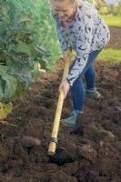 Woman gardener using a digging hoe or African Hoe to break up ground