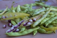 Phaseolus vulgaris 'Bridport Pea Bean'