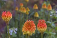 Kniphofia rooperi in late October