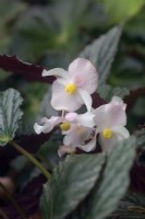 Begonia 'Mishmi Silver'
