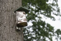 Bird house on Oak - Quercus tree, installed to encourage natural predators such as Blue Tits to feed on Oak Processionary Moth caterpillars