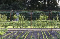 Steel arched pergola strung with wire supporting espaliered pears at Gordon Castle Walled Garden, Scotland in July. Design by Arne Maynard