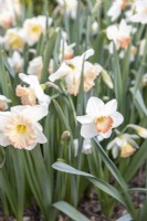 Group of mixed Narcissus - Daffodils