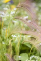 Hordeum jubatum, foxtail barley, in July