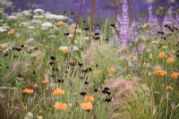 Mix of annuals including orange Spanish poppies, Papaver rupifragum, Centaurea cyanus 'Black Ball' and Hordeum jubatum in July