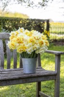 Bouquet of mixed Narcissus in a metal bucket on wooden bench