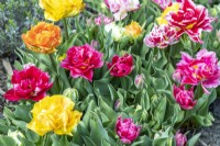 Group of mixed Tulipa - Tulips