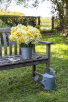 Bouquet of mixed Narcissus in a metal bucket on wooden bench