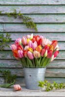 Bouquet of mixed Tulips in a metal bucket