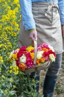 Person holding a bouquet of mixed Tulips in a trug