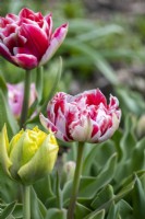 Group of Tulipa - Tulipa Double Early