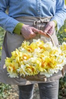 Person holding a bouquet of mixed Narcissus in a trug